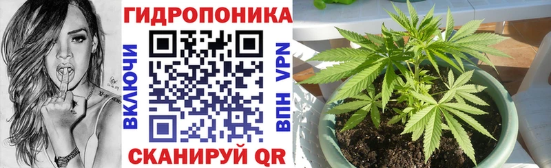 что такое   Анива  Бошки Шишки планчик 